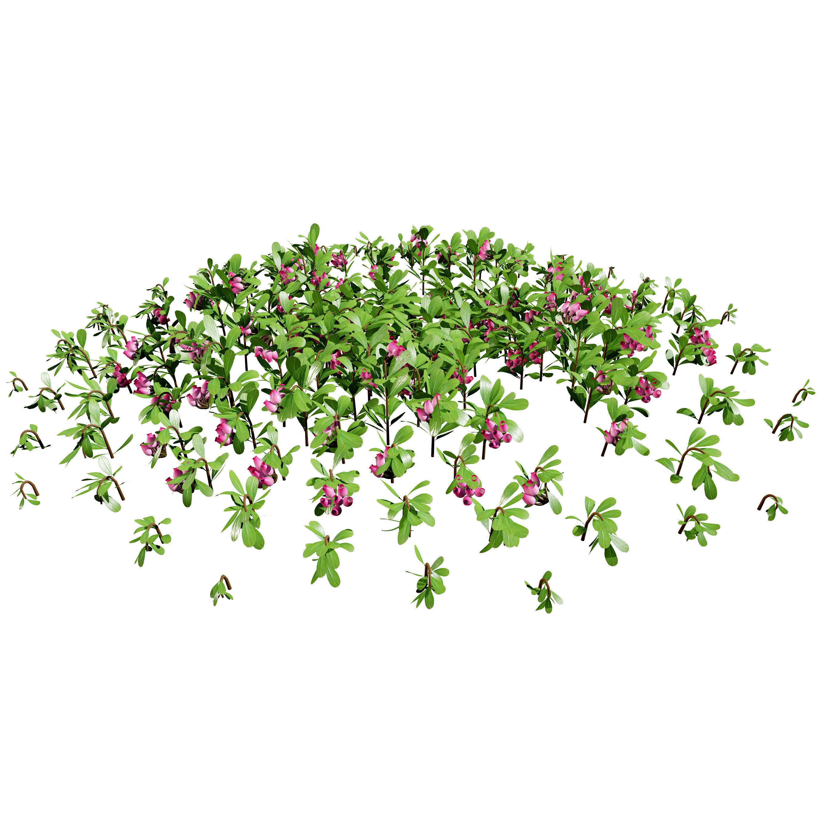 Arctostaphylos Massachusetts Hybrid plants Free 3D model_9
