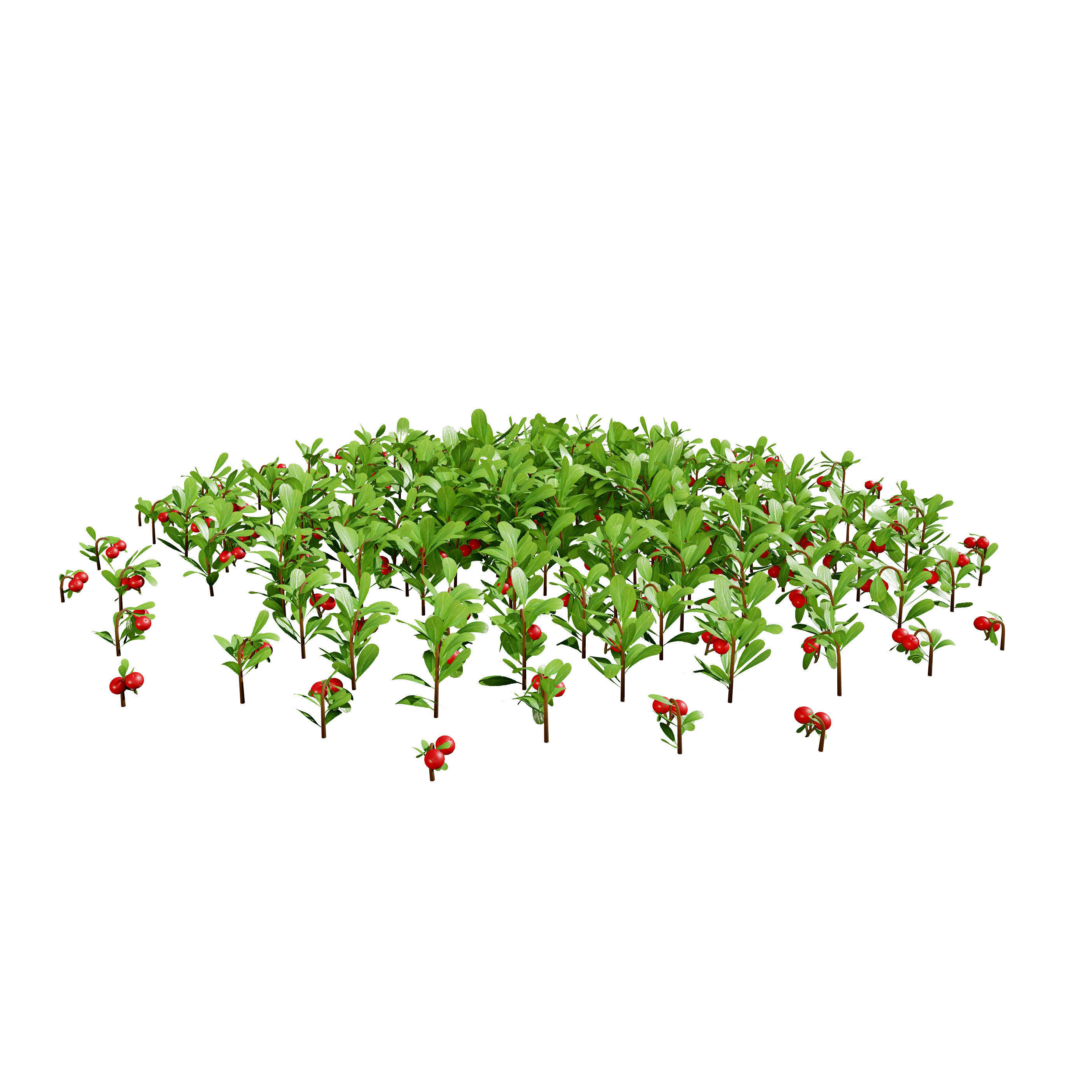 Arctostaphylos Massachusetts Hybrid plants Free 3D model_13