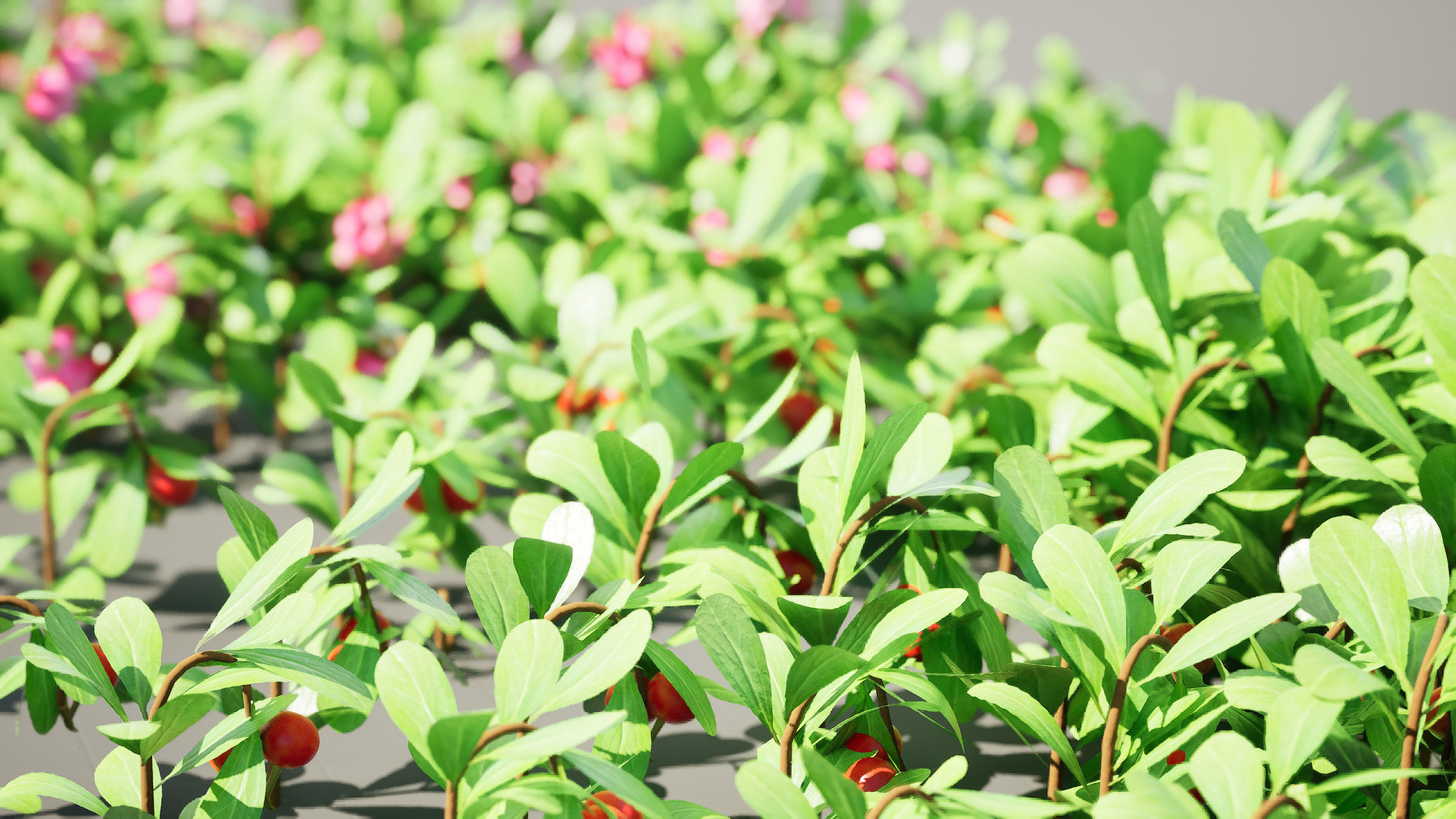 Arctostaphylos Massachusetts Hybrid plants Free 3D model_6