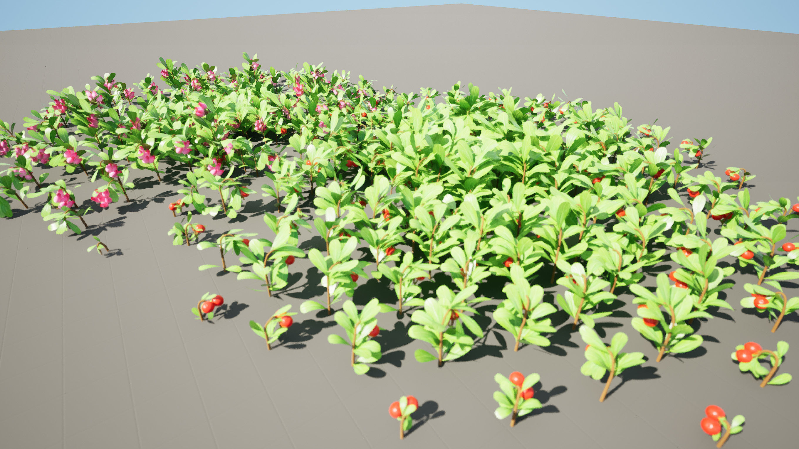 Arctostaphylos Massachusetts Hybrid plants Free 3D model_3
