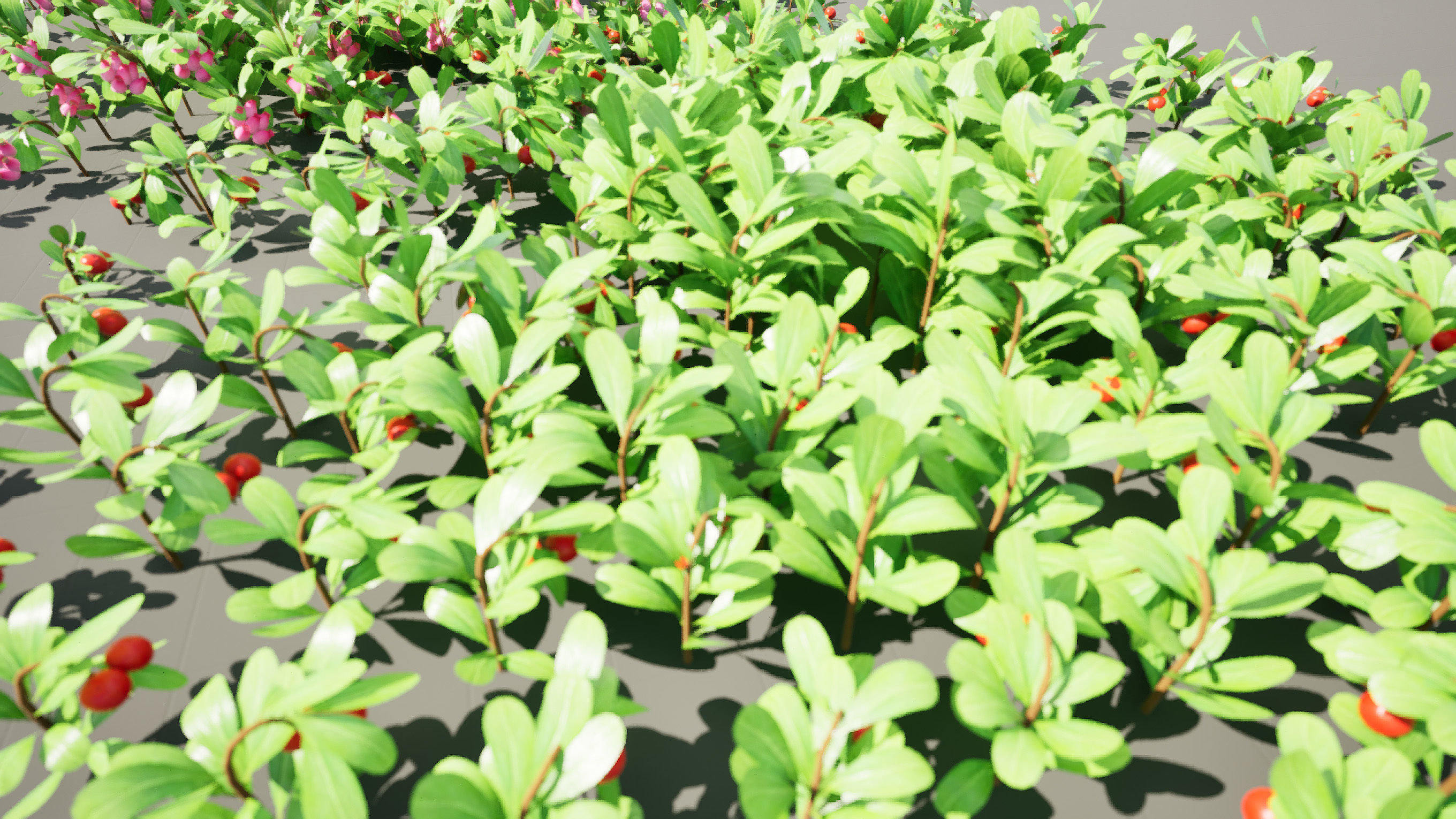 Arctostaphylos Massachusetts Hybrid plants Free 3D model_5