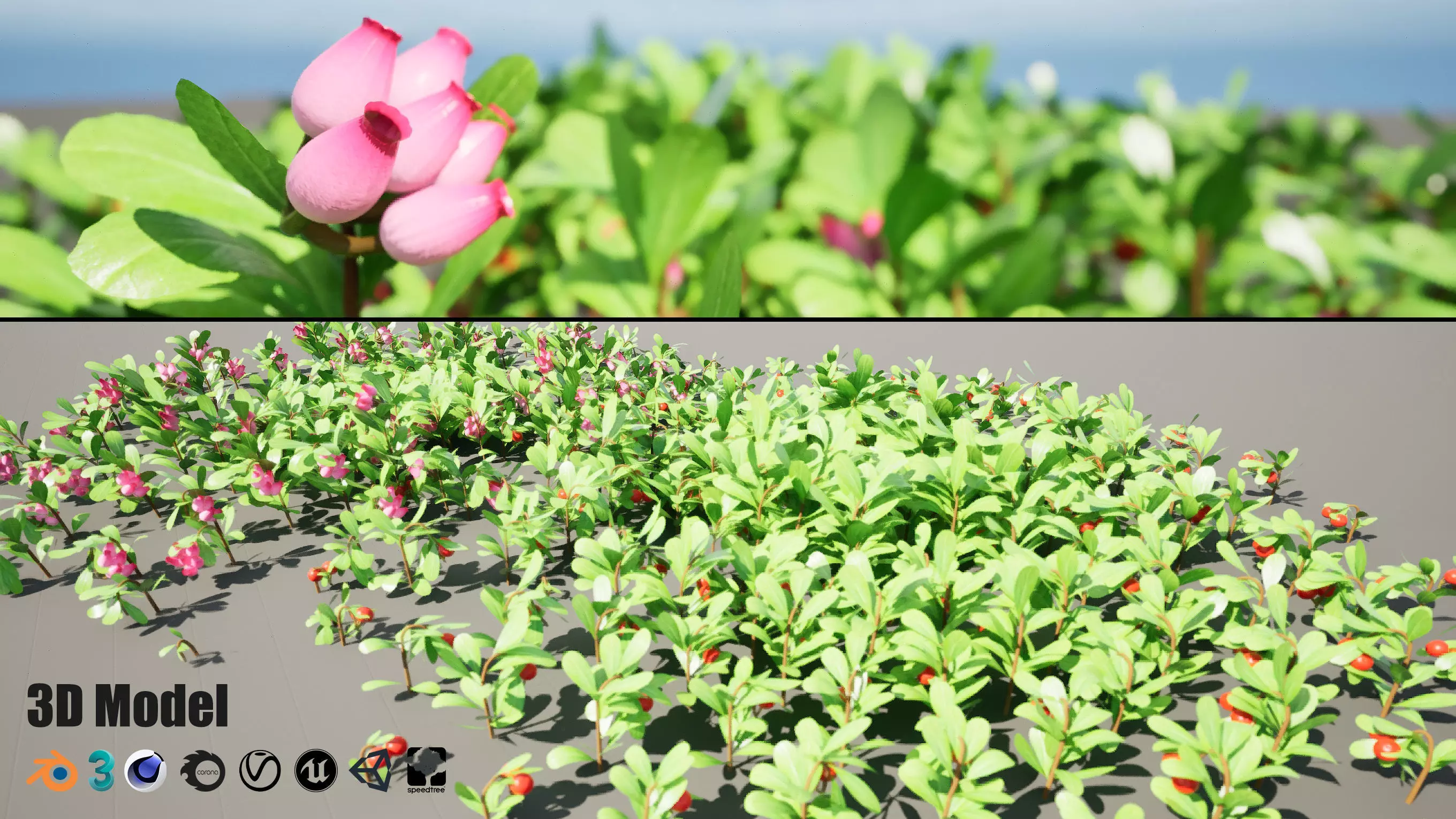 Arctostaphylos Massachusetts Hybrid plants Free 3D model_0