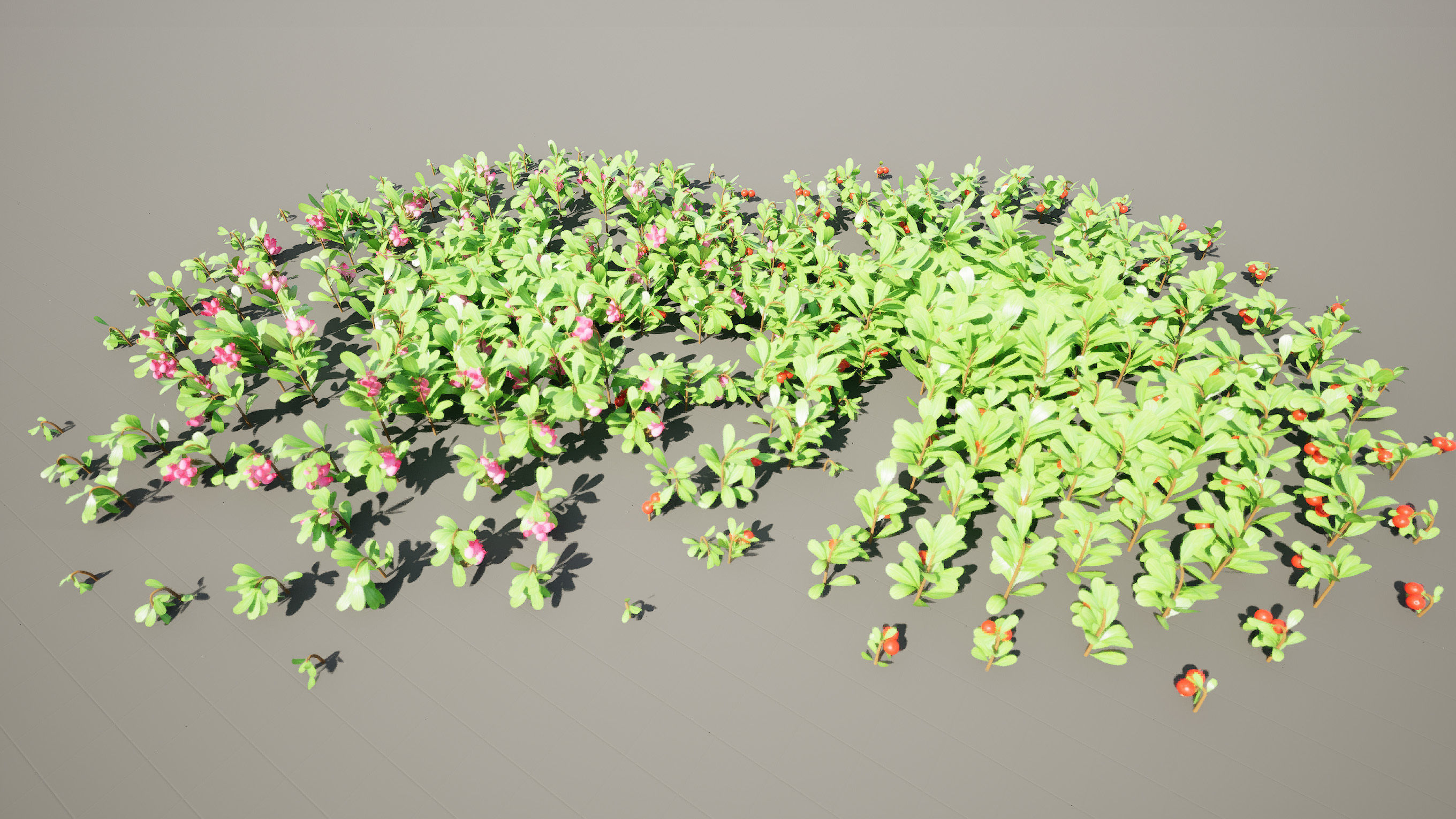 Arctostaphylos Massachusetts Hybrid plants Free 3D model_8