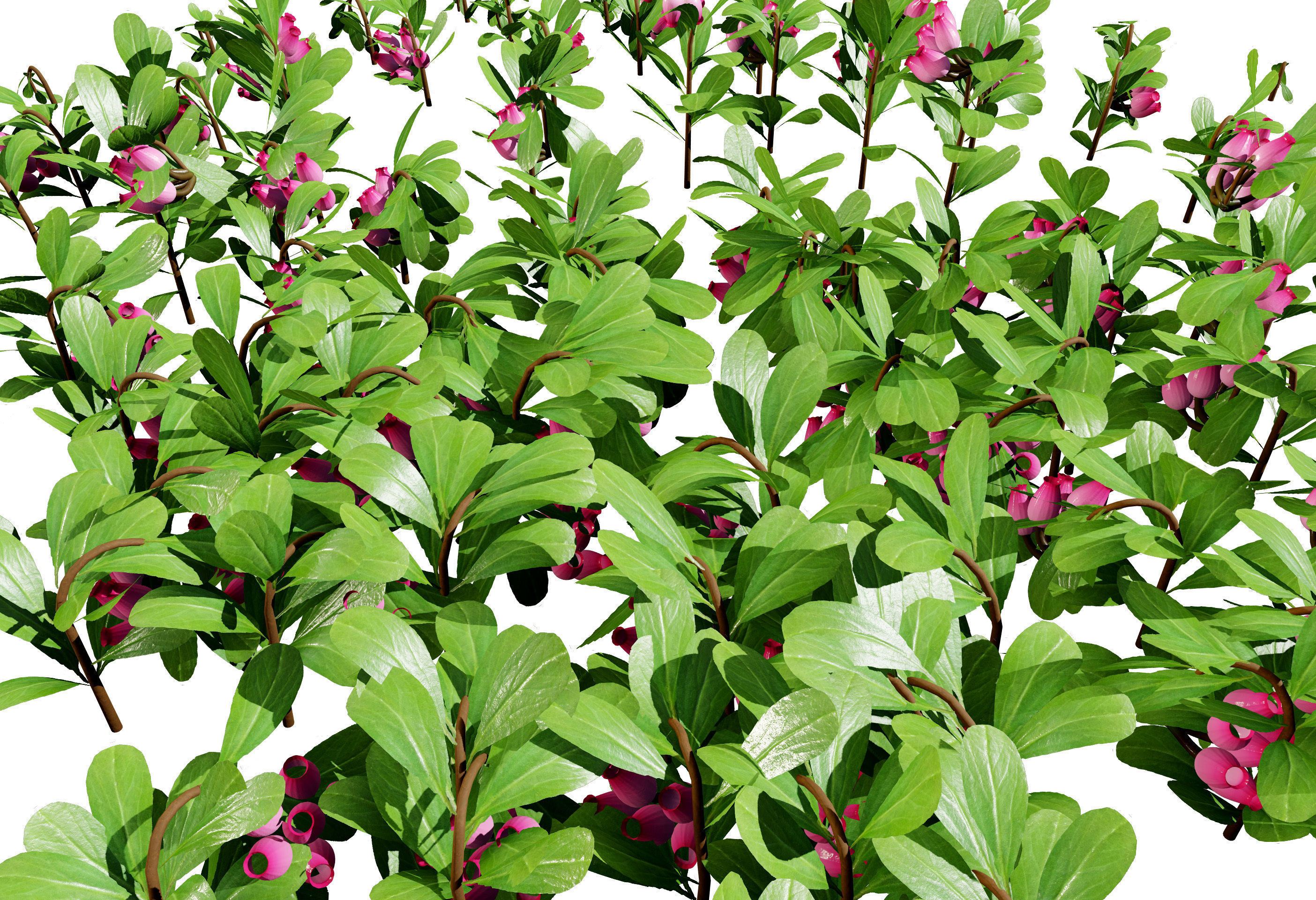 Arctostaphylos Massachusetts Hybrid plants Free 3D model_10