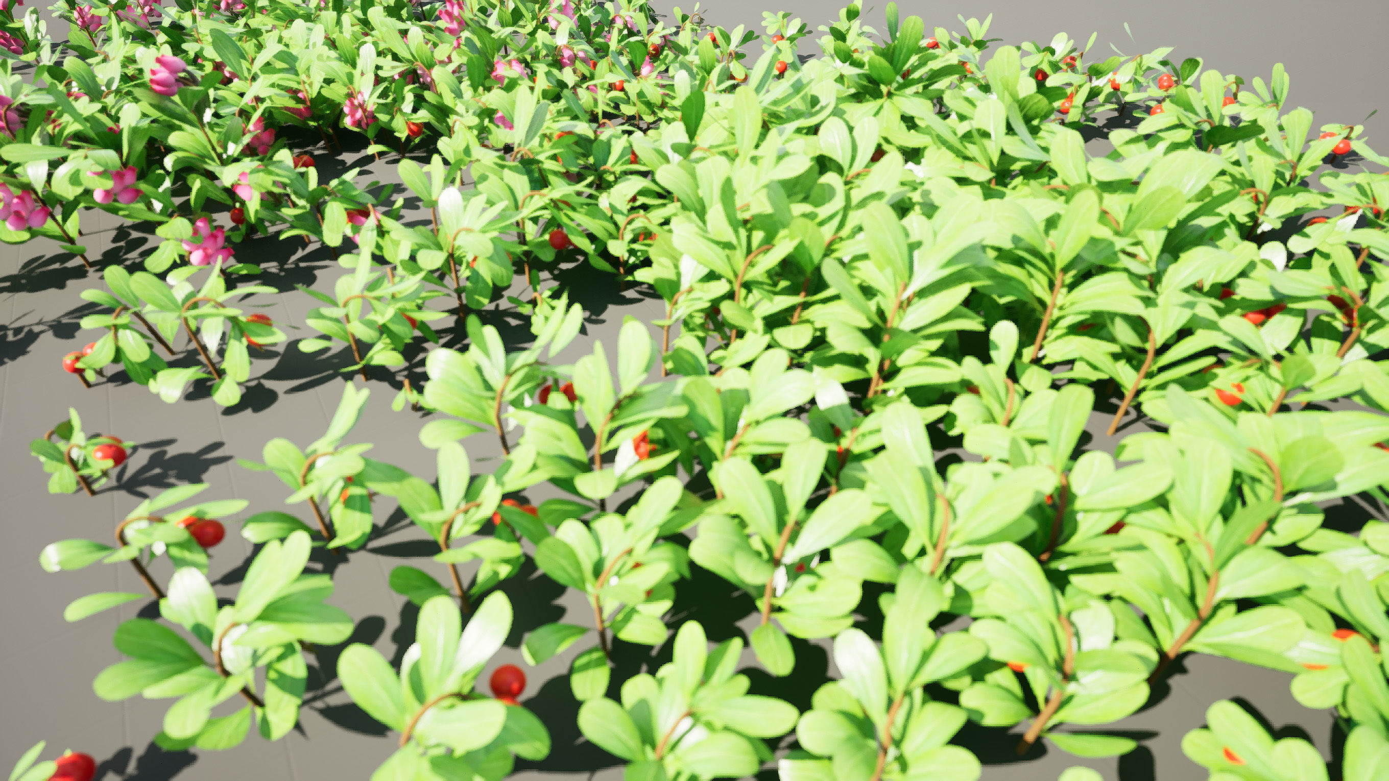 Arctostaphylos Massachusetts Hybrid plants Free 3D model_4