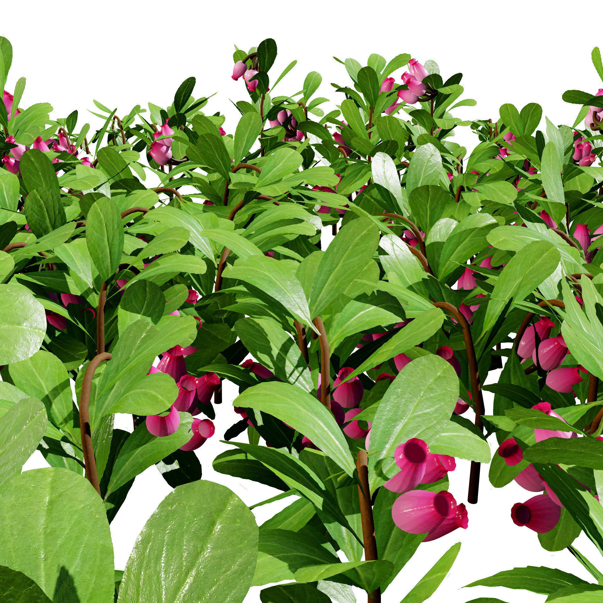 Arctostaphylos Massachusetts Hybrid plants Free 3D model_11