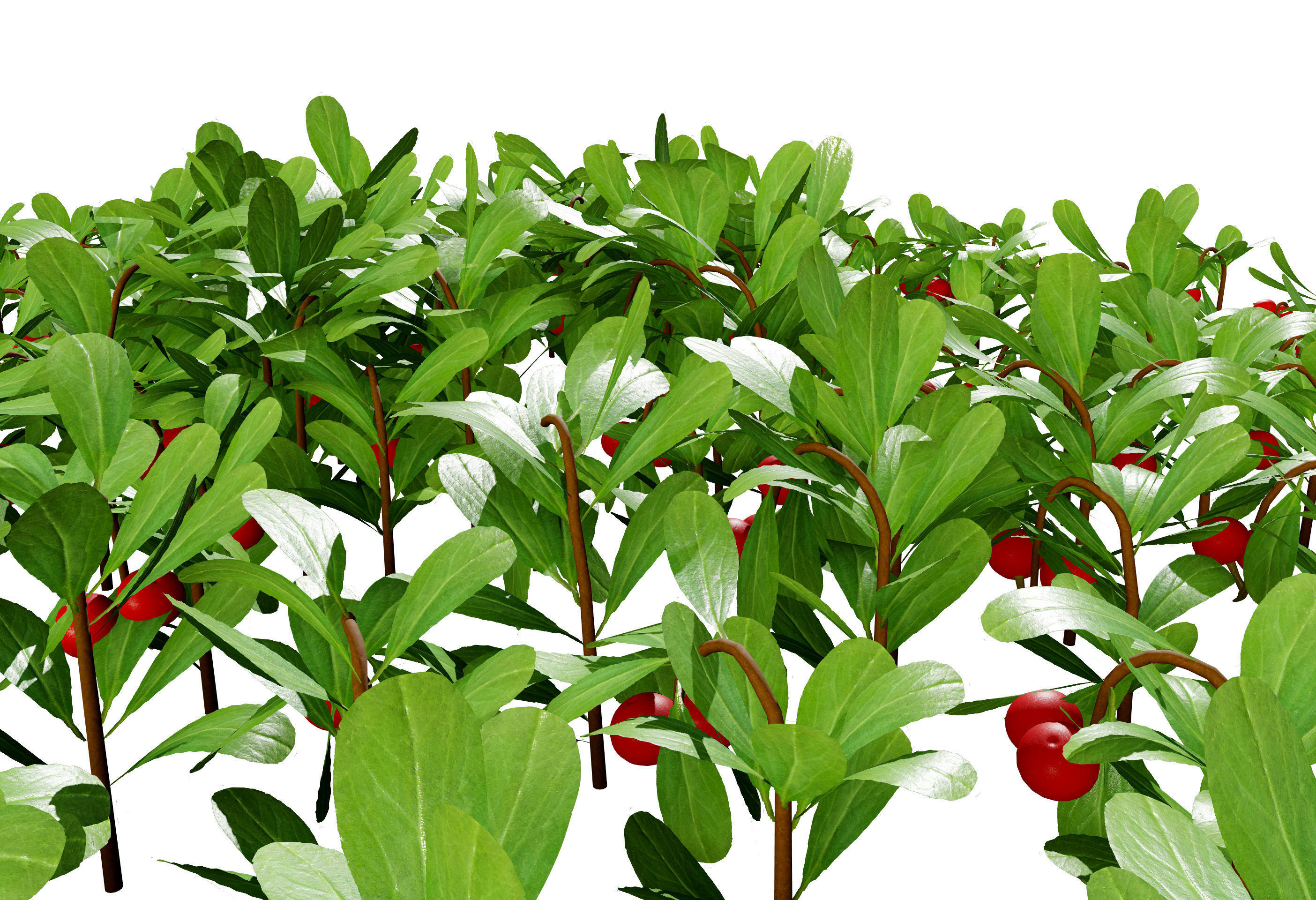 Arctostaphylos Massachusetts Hybrid plants Free 3D model_12