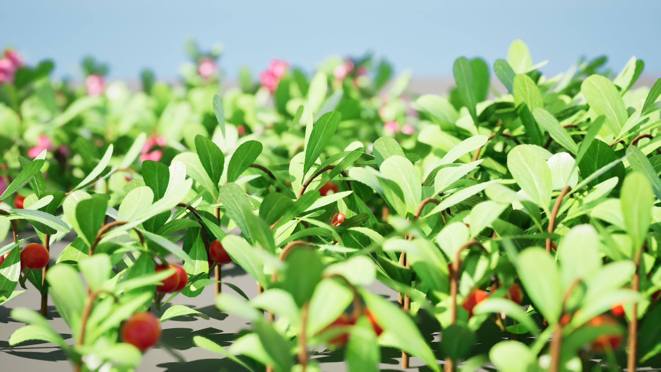 Arctostaphylos Massachusetts Hybrid plants Free 3D model_7