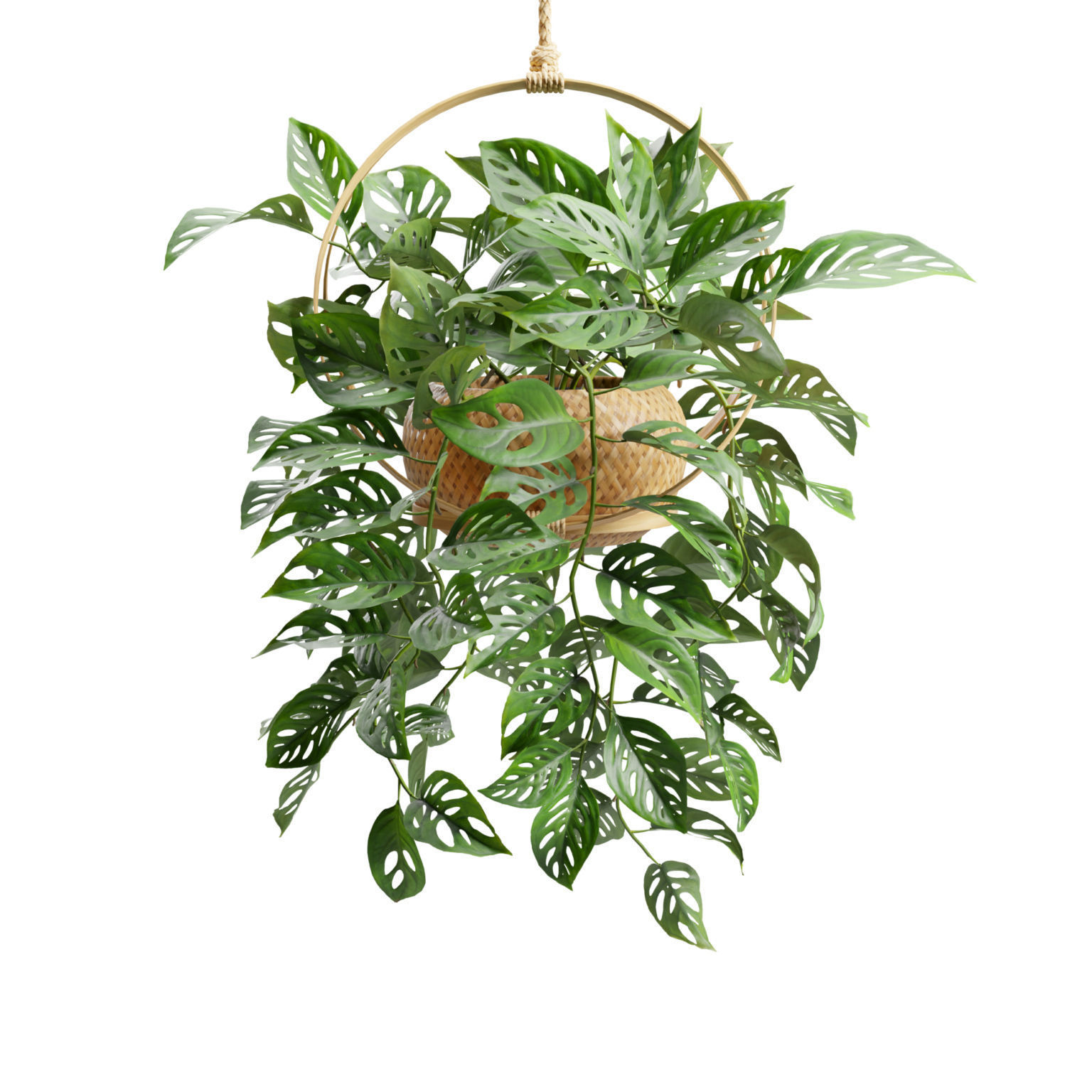 Monstera Adansonii 3D model_7