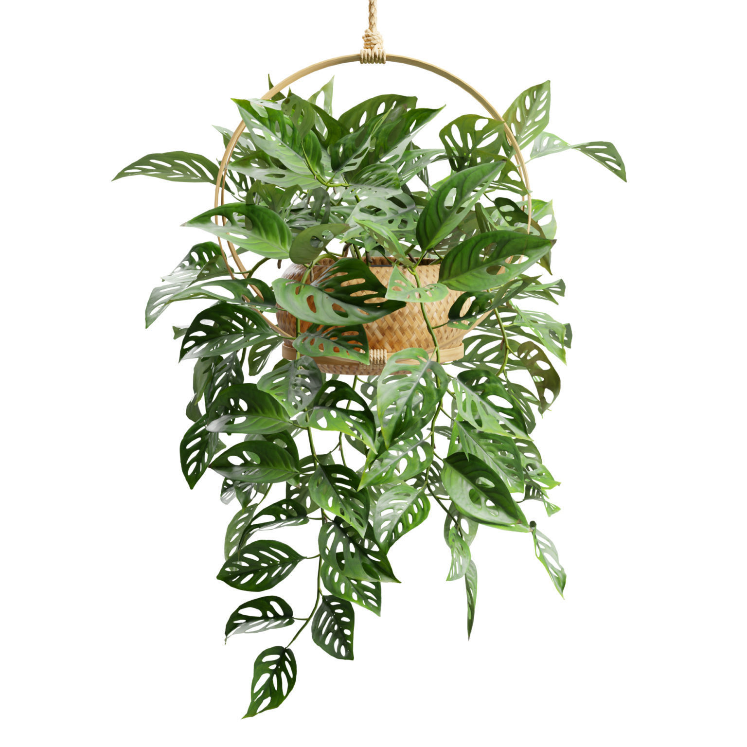 Monstera Adansonii 3D model_1