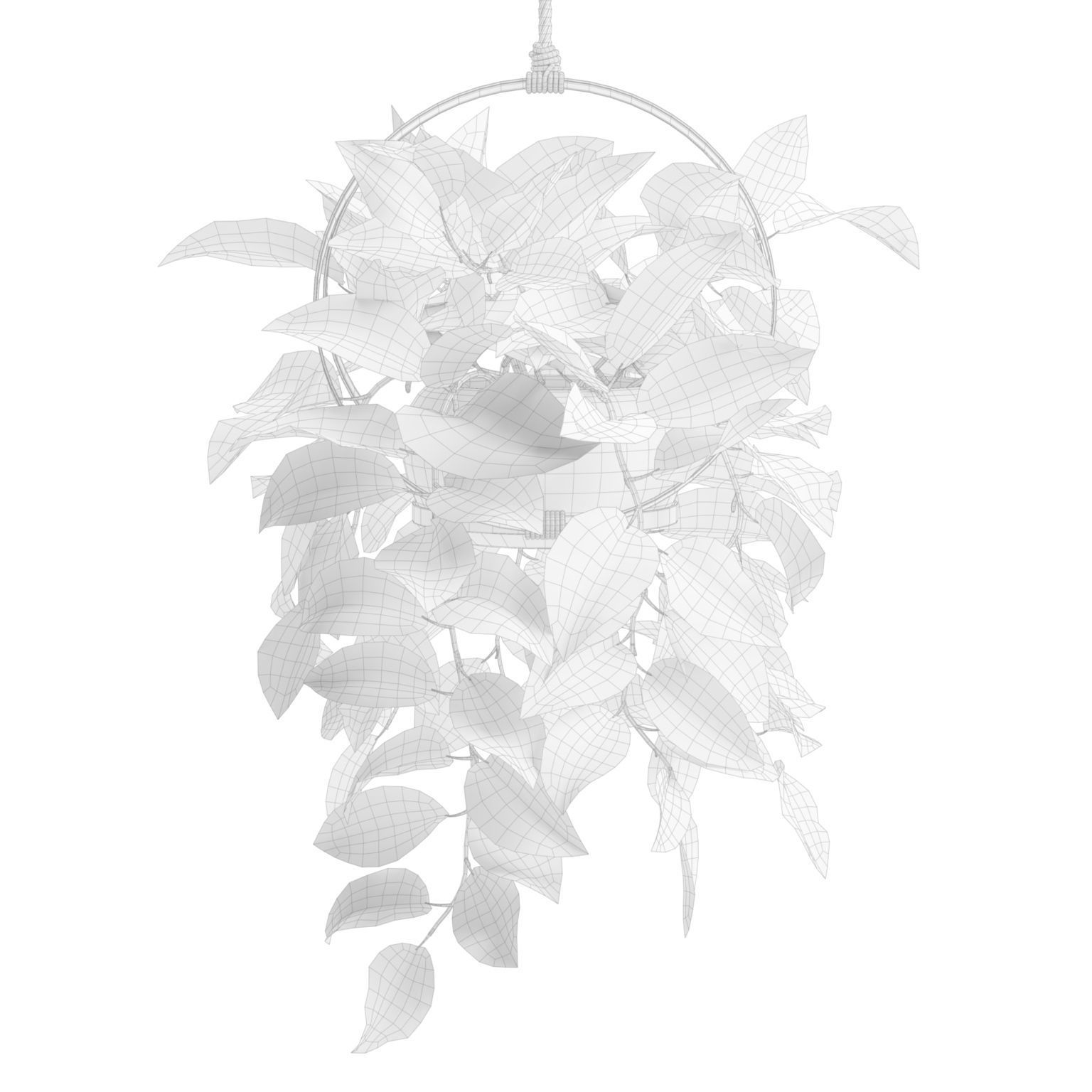 Monstera Adansonii 3D model_2