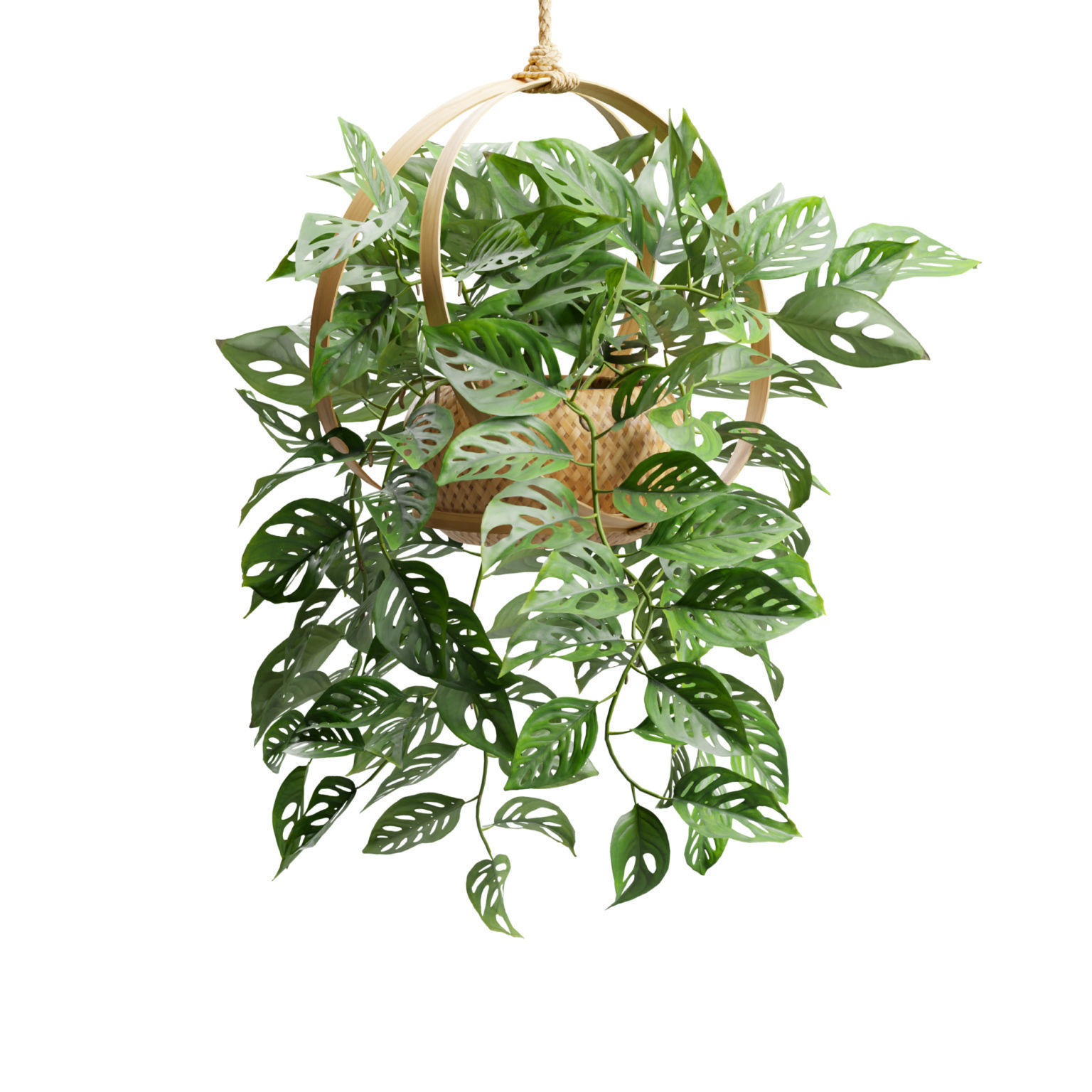 Monstera Adansonii 3D model_8