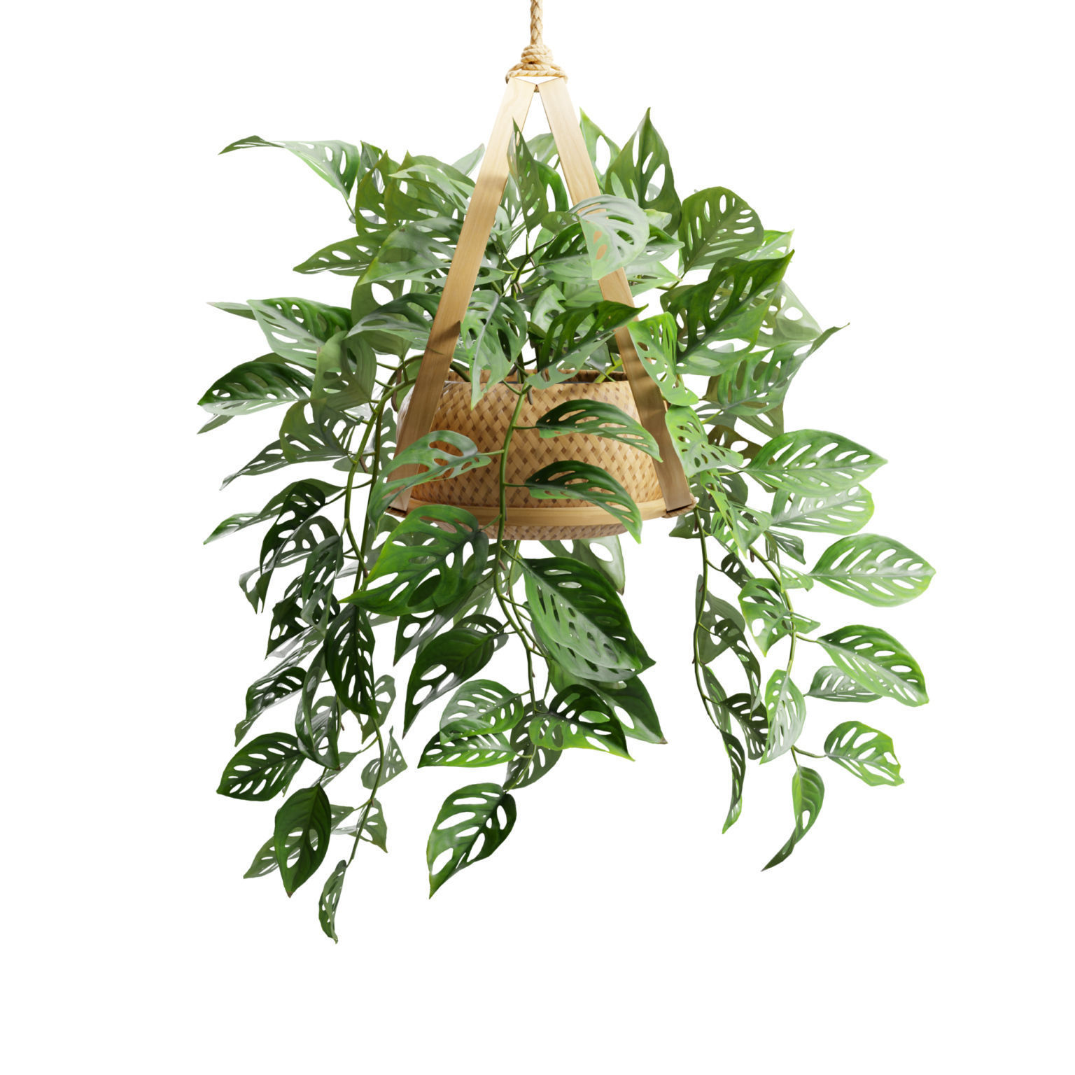 Monstera Adansonii 3D model_9