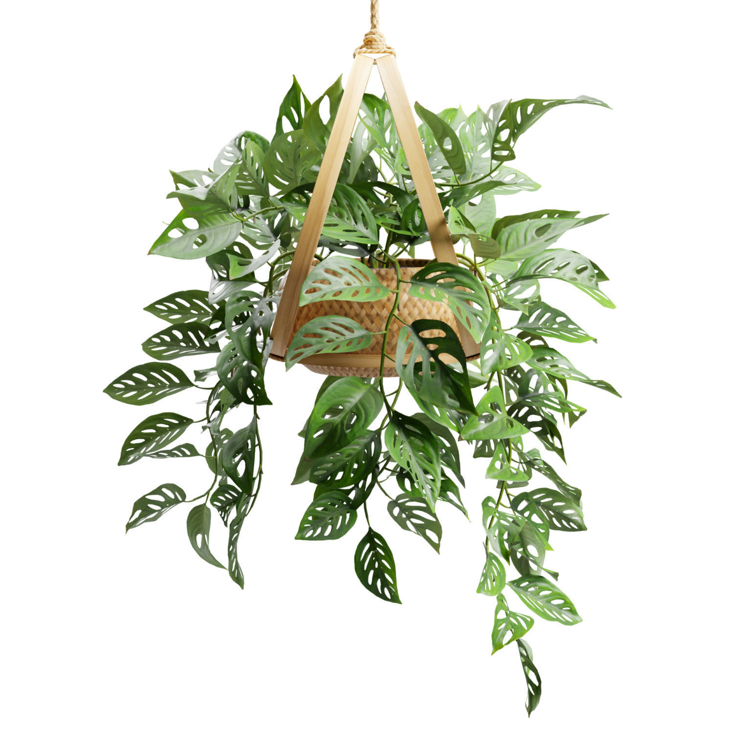 Monstera Adansonii 3D model_4