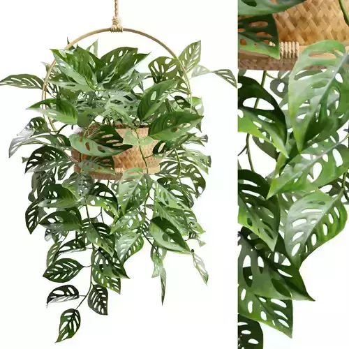 Monstera Adansonii 3D model