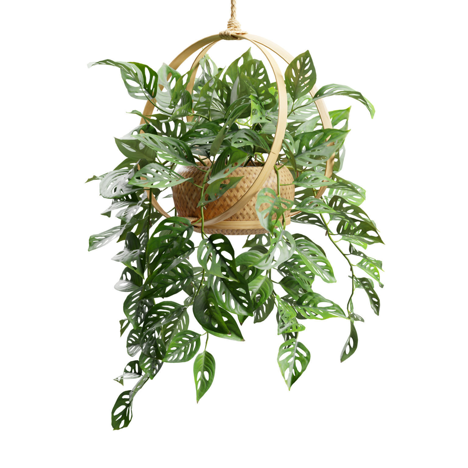 Monstera Adansonii 3D model_6