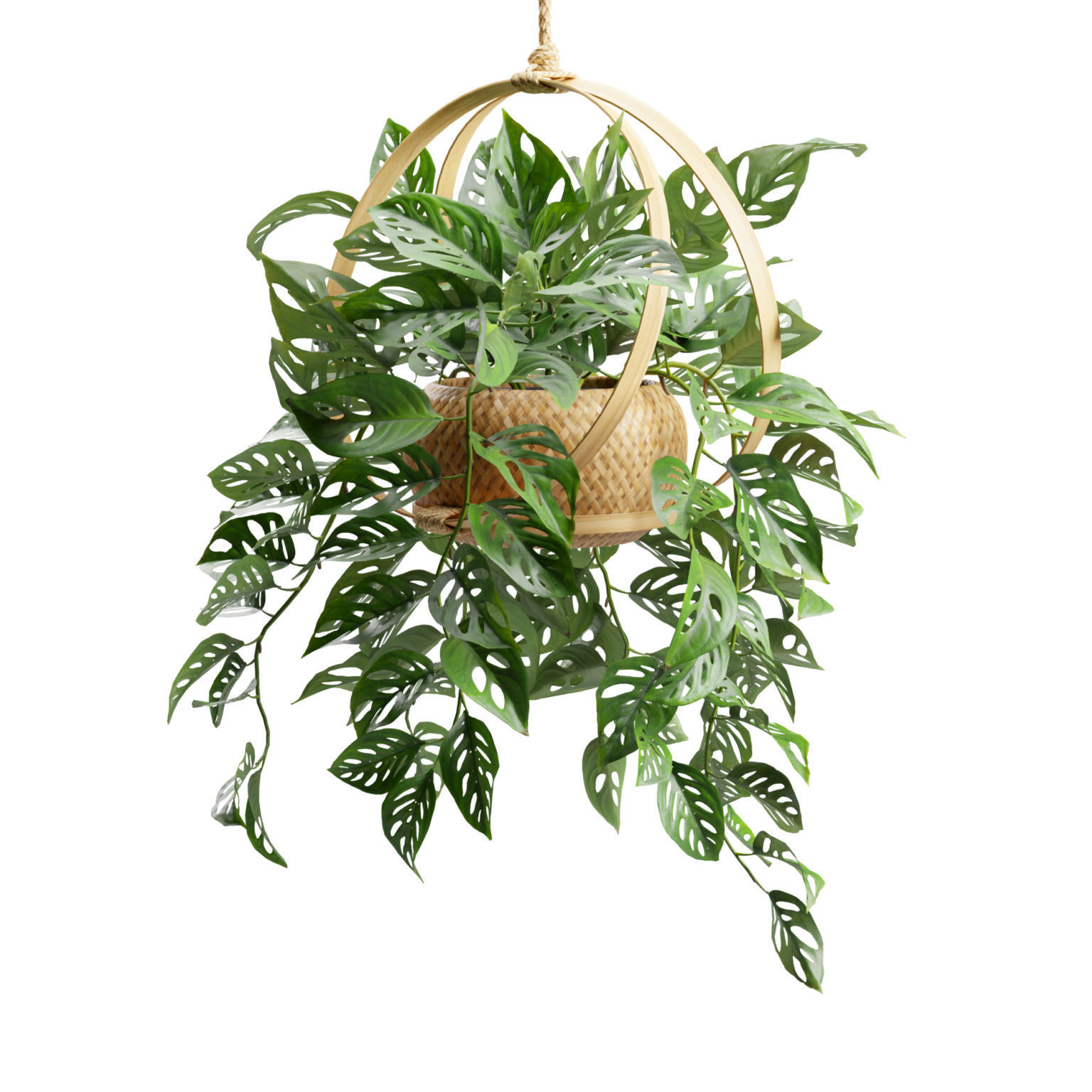 Monstera Adansonii 3D model_5