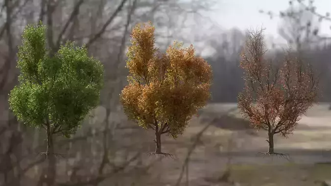 High quality Maple tree 01 3D model