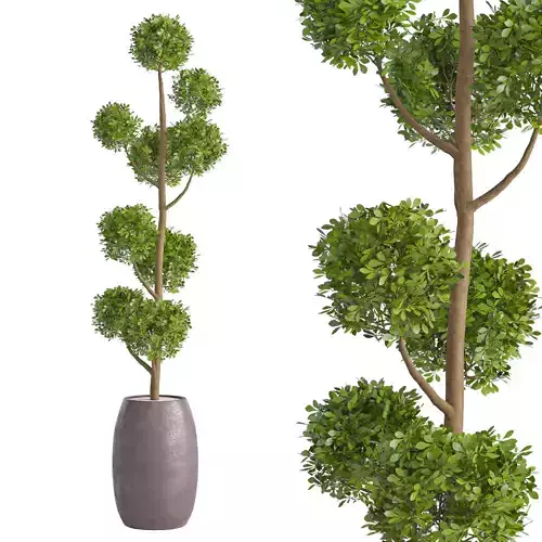 Junipers in sepia Duo ceramic planters