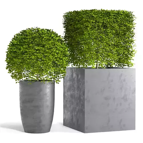 Potted Topiary Buxus 01
