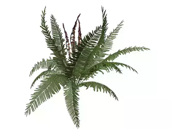 Cinnamon Fern Plant  - 01 -