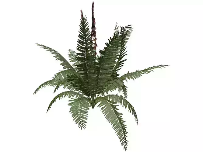 Cinnamon Fern Plant  - 02 -
