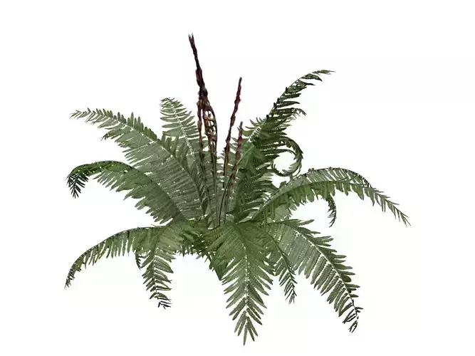 Cinnamon Fern Plant  - 03 -