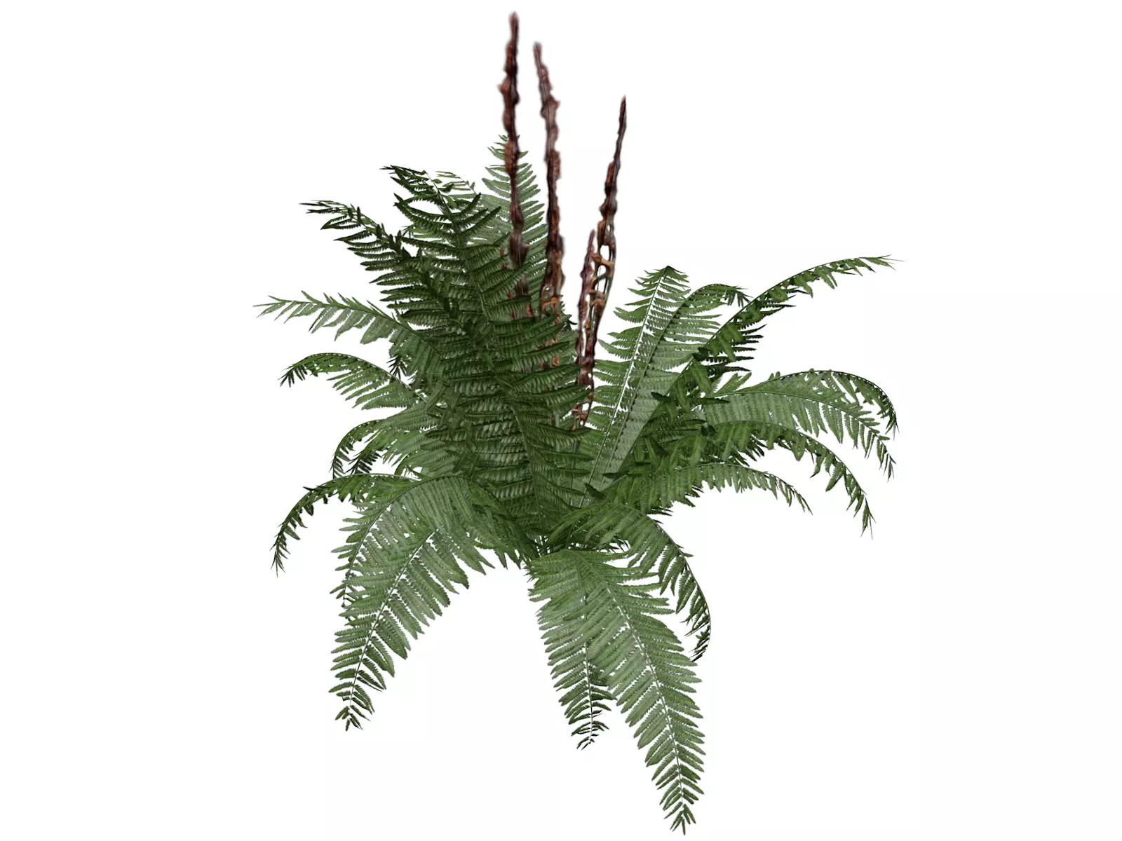 Cinnamon Fern Plant - 04 - 3D model