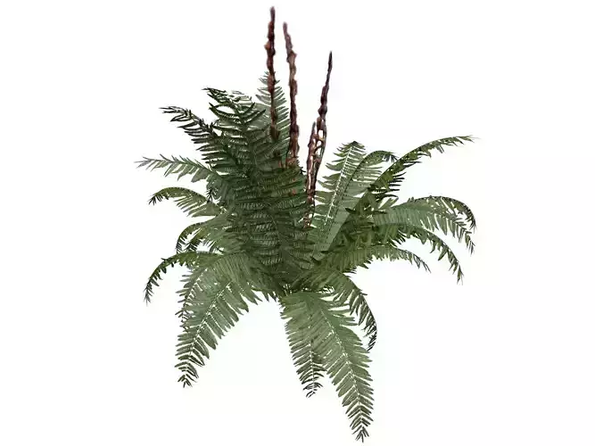Cinnamon Fern Plant  - 04 -