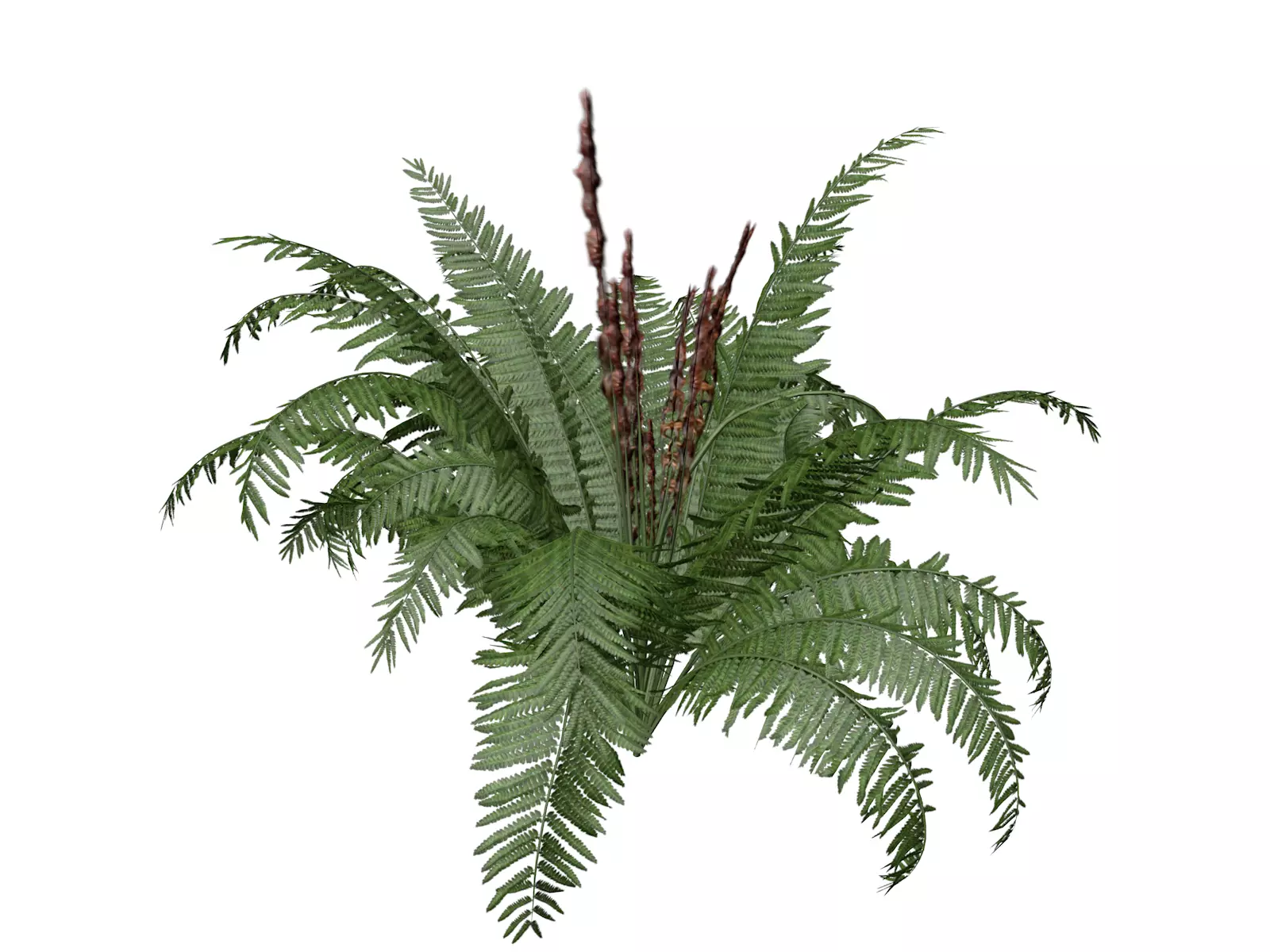 Cinnamon Fern Plant - 05 - 3D model