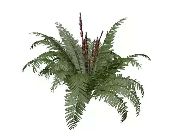 Cinnamon Fern Plant  - 05 -
