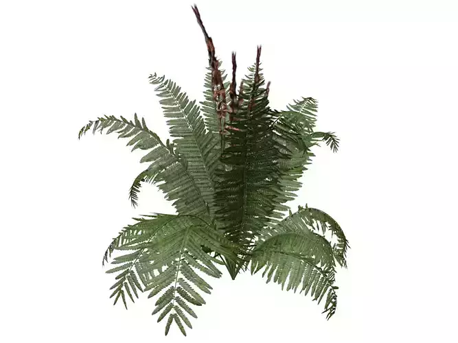 Cinnamon Fern Plant  - 06 -