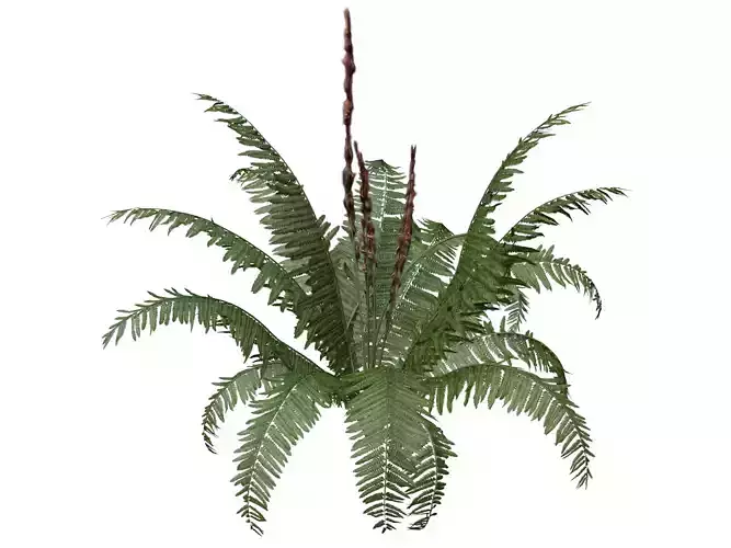 Cinnamon Fern Plant  - 07 -