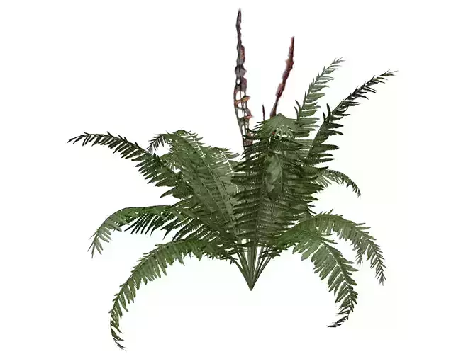 Cinnamon Fern Plant - 08 - 3D model