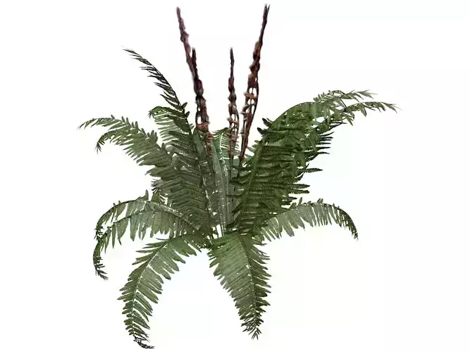 Cinnamon Fern Plant  - 09 -