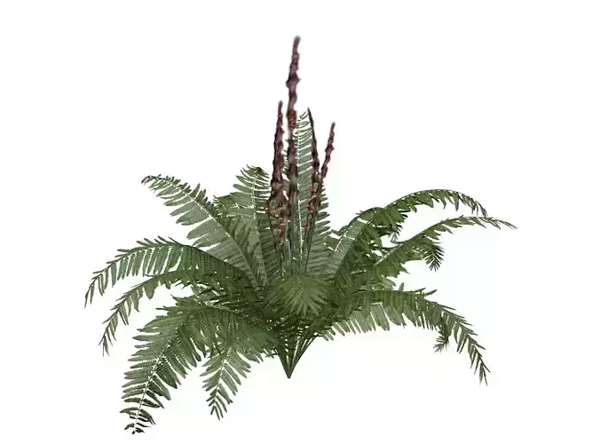 Cinnamon Fern Plant  - 10 -