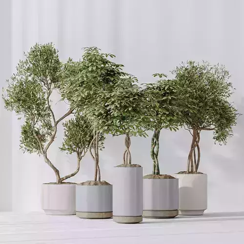 Arboricola Umbrella and Olivo Olea Tree vases 3D model