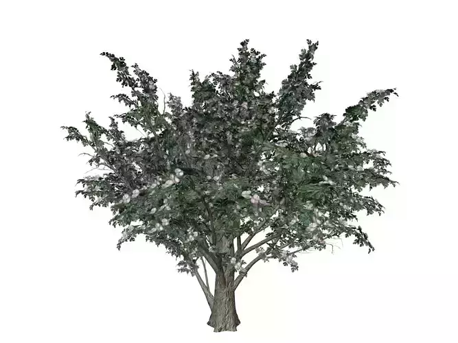 Common Hawthorn Tree  - 01 -