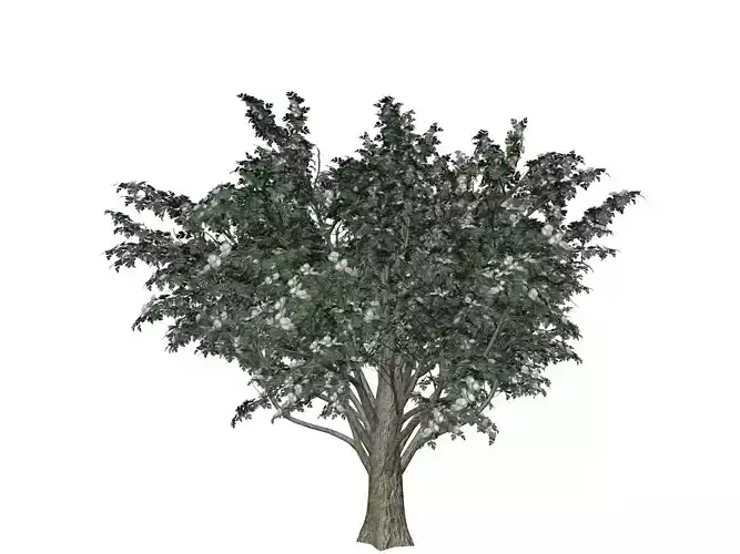 Common Hawthorn Tree  - 02 -