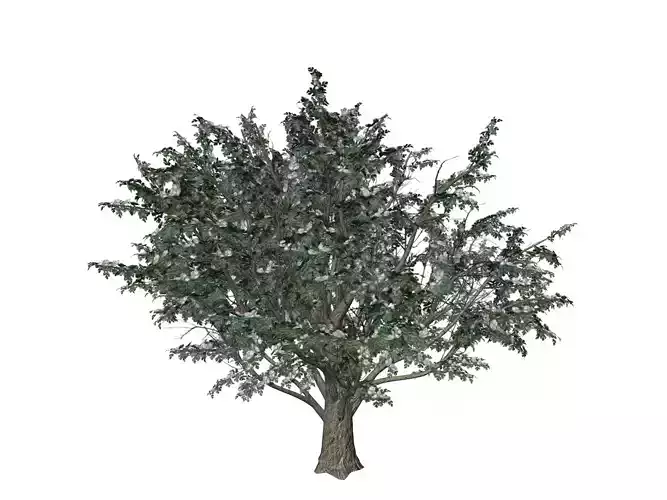 Common Hawthorn Tree  - 03 -