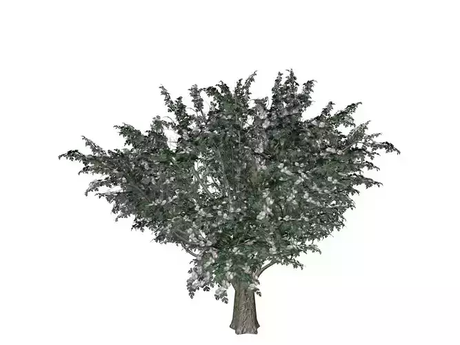 Common Hawthorn Tree  - 04 -