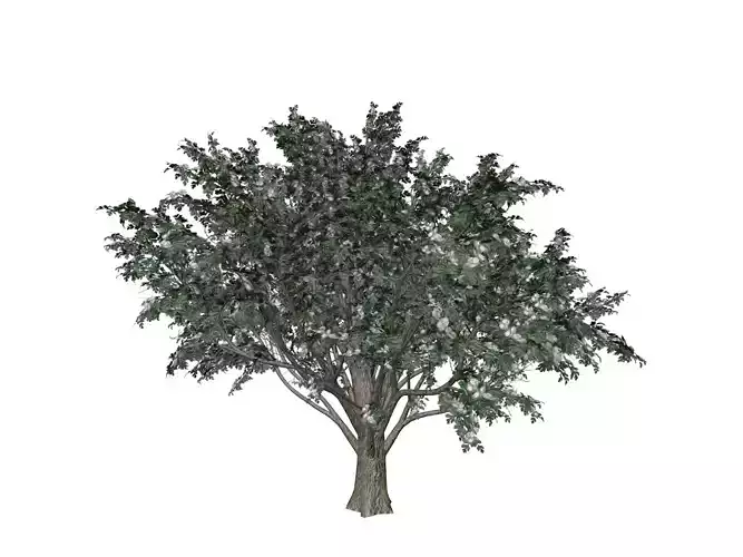 Common Hawthorn Tree  - 05 -