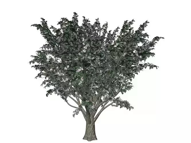 Common Hawthorn Tree  - 06 -
