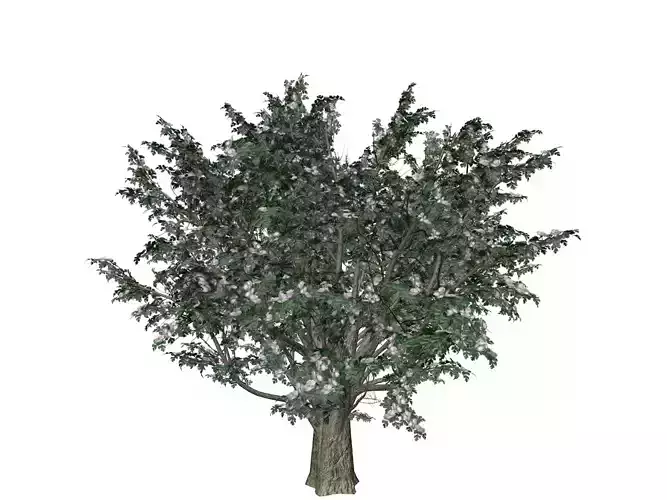 Common Hawthorn Tree  - 07 -