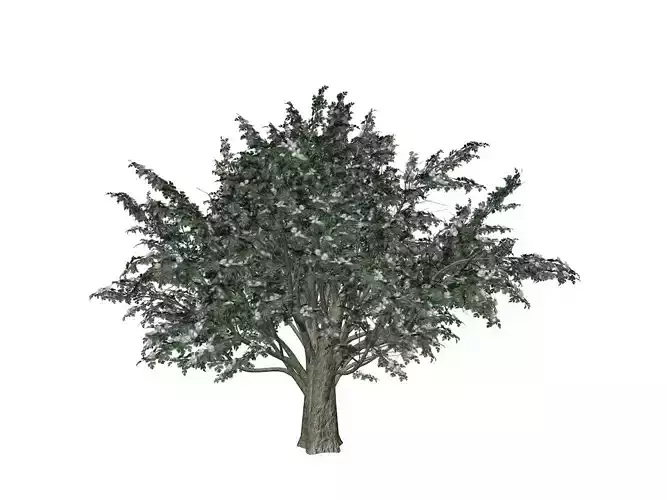 Common Hawthorn Tree  - 08 -