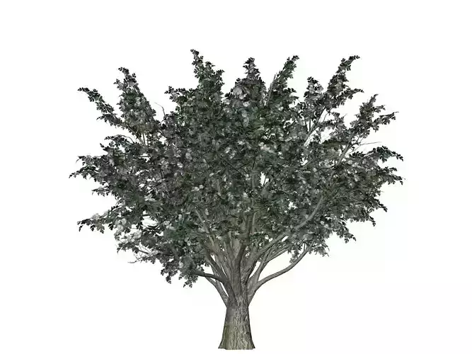 Common Hawthorn Tree  - 09 -