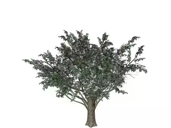 Common Hawthorn Tree  - 10 -