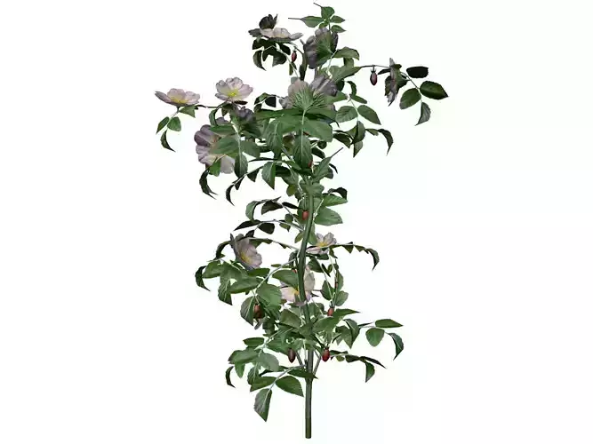 Dog Rose Flower  - 02 -