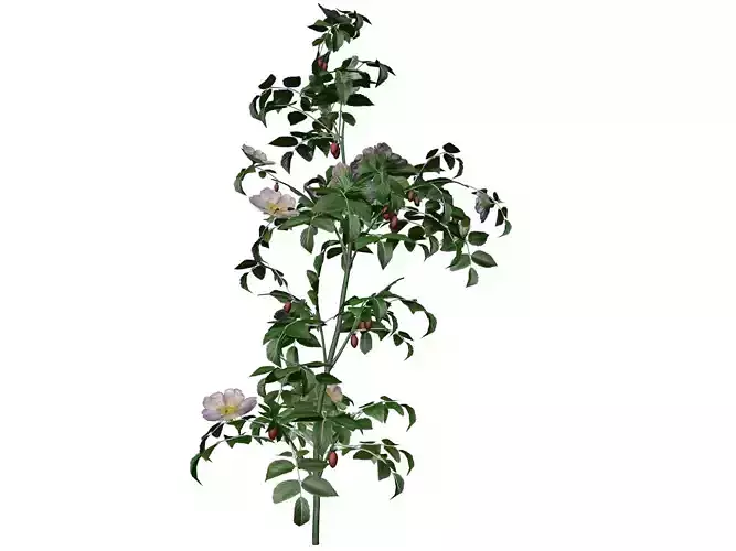 Dog Rose Flower  - 03 -
