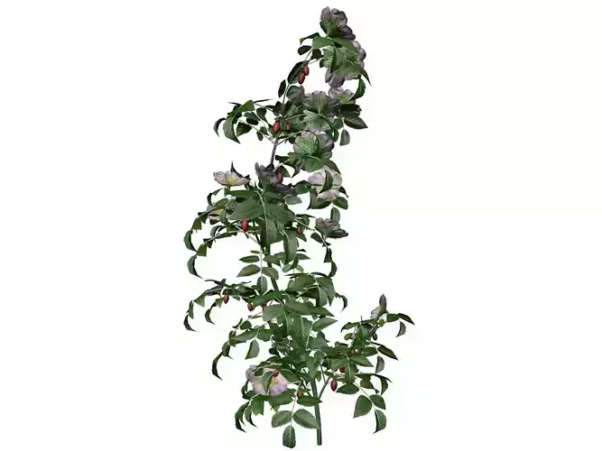 Dog Rose Flower  - 04 -